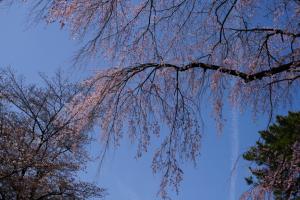 oomiya sakura 039