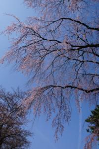 oomiya sakura 040