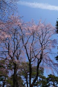 oomiya sakura 041