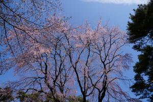 oomiya sakura 042