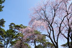 大宮公園の桜２０２４