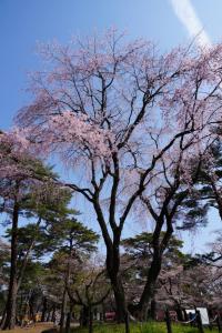 oomiya sakura 044
