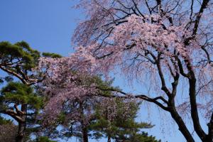 oomiya sakura 045