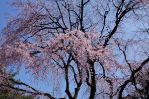 大宮公園の桜２０２４（２／２）