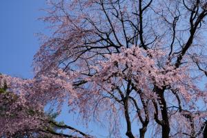 oomiya sakura 047
