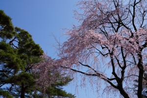 oomiya sakura 048