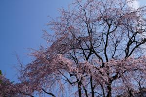 oomiya sakura 049