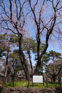 oomiya sakura 050