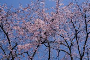 oomiya sakura 051