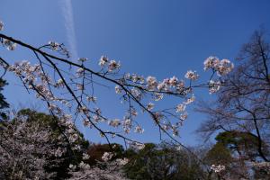 oomiya sakura 052