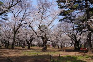oomiya sakura 053