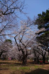 oomiya sakura 054
