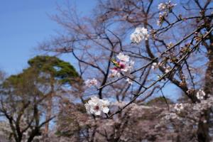 oomiya sakura 055