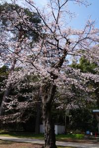 oomiya sakura 056