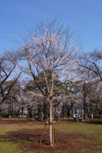 oomiya sakura 057