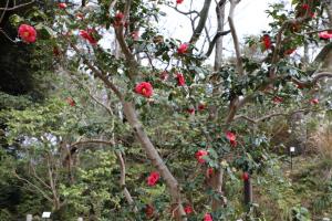 ohshima 010