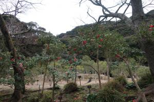 ohshima 011