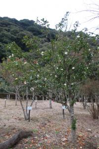 ohshima 014