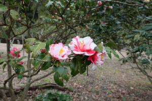 ohshima 015