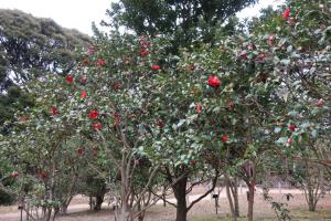 ohshima 019