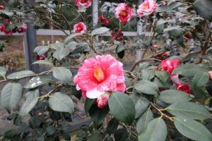 ohshima 027
