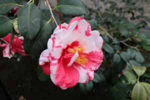 ohshima 028