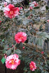 ohshima 029