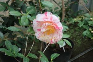 ohshima 030