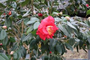 ohshima 032