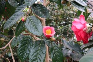 ohshima 035
