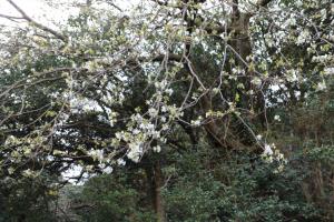 ohshima 041
