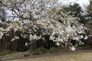 ohshima 042