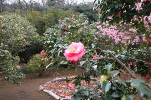 ohshima 058