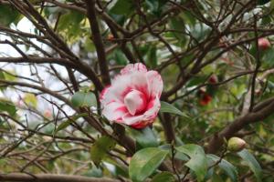 ohshima 067