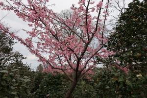 ohshima 068