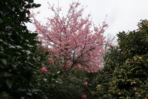 ohshima 069