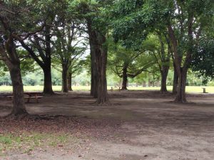 risunouchi 005