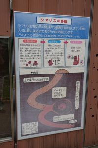 risunouchi 024