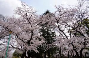 yonokoen 001