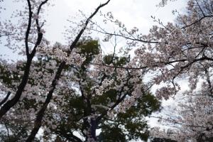 yonokoen 003