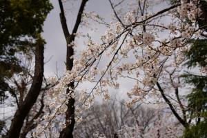 yonokoen 005