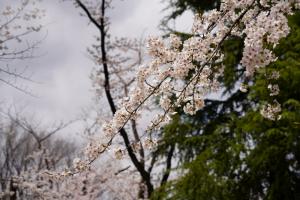 yonokoen 006