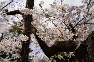 yonokoen 014