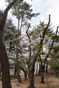 yonokoen 023