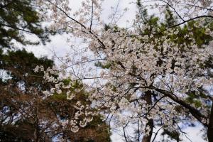 yonokoen 025