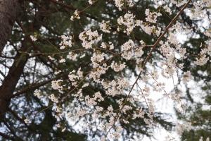 yonokoen 027