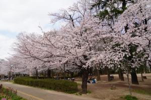 桜巡り２０２２（与野公園２／２）