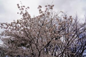 yonokoen 032