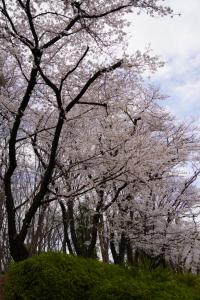 yonokoen 033
