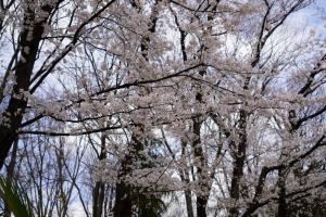 yonokoen 035